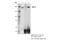 FGR Proto-Oncogene, Src Family Tyrosine Kinase antibody, 96687S, Cell Signaling Technology, Immunoprecipitation image 