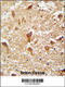 Phosphatidylinositol Glycan Anchor Biosynthesis Class X antibody, 55-238, ProSci, Immunohistochemistry paraffin image 