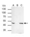 TFAP2B antibody, PA5-30189, Invitrogen Antibodies, Immunoprecipitation image 