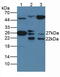 Heat Shock Protein Family B (Small) Member 1 antibody, abx131913, Abbexa, Western Blot image 