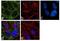Eukaryotic Translation Initiation Factor 4A3 antibody, 702545, Invitrogen Antibodies, Immunocytochemistry image 