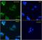 Actin Alpha 2, Smooth Muscle antibody, 45-198, ProSci, Immunohistochemistry paraffin image 