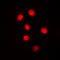 Cyclin E1 antibody, LS-C353930, Lifespan Biosciences, Immunofluorescence image 