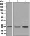 Core-Binding Factor Subunit Beta antibody, ab133600, Abcam, Western Blot image 