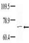 Non-receptor tyrosine-protein kinase TNK1 antibody, PA5-14795, Invitrogen Antibodies, Western Blot image 