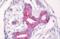 Milk Fat Globule-EGF Factor 8 Protein antibody, orb375289, Biorbyt, Immunohistochemistry paraffin image 