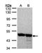 Annexin A7 antibody, orb74036, Biorbyt, Western Blot image 