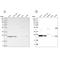 VPS28 Subunit Of ESCRT-I antibody, NBP1-85973, Novus Biologicals, Western Blot image 