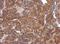 Rho GTPase Activating Protein 36 antibody, NBP2-15453, Novus Biologicals, Immunohistochemistry frozen image 