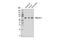 Syntaxin Binding Protein 1 antibody, 13414S, Cell Signaling Technology, Western Blot image 