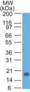 Thymic Stromal Lymphopoietin antibody, NBP2-27326, Novus Biologicals, Western Blot image 