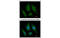 Oxysterol Binding Protein Like 6 antibody, MBS835788, MyBioSource, Immunofluorescence image 