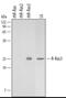 Muscle RAS Oncogene Homolog antibody, AF3606, R&D Systems, Western Blot image 