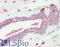 Tubulin antibody, LS-B10236, Lifespan Biosciences, Immunohistochemistry paraffin image 