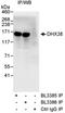 DEAH-Box Helicase 38 antibody, A300-858A, Bethyl Labs, Immunoprecipitation image 