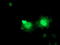 ES Cell Expressed Ras antibody, LS-C173382, Lifespan Biosciences, Immunofluorescence image 