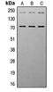 Insulin Like Growth Factor 1 Receptor antibody, LS-C354275, Lifespan Biosciences, Western Blot image 