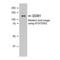 Damage Specific DNA Binding Protein 1 antibody, GTX70302, GeneTex, Western Blot image 