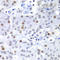 Splicing Factor 3b Subunit 2 antibody, LS-C334356, Lifespan Biosciences, Immunohistochemistry paraffin image 