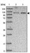 SR-Related CTD Associated Factor 8 antibody, PA5-57334, Invitrogen Antibodies, Western Blot image 