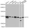 Exportin 5 antibody, STJ28873, St John