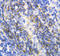 Annexin A6 antibody, LS-C312598, Lifespan Biosciences, Immunohistochemistry frozen image 