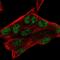 Zinc Finger Matrin-Type 3 antibody, HPA028671, Atlas Antibodies, Immunofluorescence image 