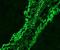 Toll Like Receptor 3 antibody, DDX0470P-100, Novus Biologicals, Immunofluorescence image 
