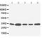 Cyclin D1 antibody, PA1245, Boster Biological Technology, Western Blot image 