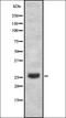Zinc Finger Protein 230 antibody, orb337646, Biorbyt, Western Blot image 