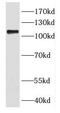 Diacylglycerol Kinase Theta antibody, FNab02361, FineTest, Western Blot image 