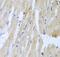 UBE2L3 antibody, FNab09179, FineTest, Immunohistochemistry frozen image 