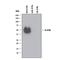 Interleukin 6 Receptor antibody, AF-227-NA, R&D Systems, Western Blot image 