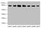 Calmegin antibody, CSB-PA005544LA01HU, Cusabio, Western Blot image 