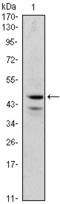 GATA Binding Protein 1 antibody, AM06444SU-N, Origene, Western Blot image 