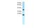 Transcription Factor CP2 Like 1 antibody, PA5-40451, Invitrogen Antibodies, Western Blot image 