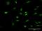 Polyhomeotic Homolog 1 antibody, H00001911-B01P, Novus Biologicals, Immunofluorescence image 