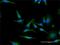 Prohibitin antibody, H00005245-M02, Novus Biologicals, Immunofluorescence image 