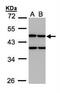 Creatine Kinase, Mitochondrial 1B antibody, NBP1-31543, Novus Biologicals, Western Blot image 