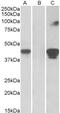 MCF.2 Cell Line Derived Transforming Sequence Like antibody, 43-320, ProSci, Enzyme Linked Immunosorbent Assay image 