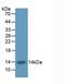 CD11b antibody, LS-C304770, Lifespan Biosciences, Western Blot image 