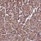 Zinc Finger Protein 749 antibody, HPA042082, Atlas Antibodies, Immunohistochemistry frozen image 