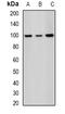 Splicing Factor 3b Subunit 2 antibody, orb340989, Biorbyt, Western Blot image 