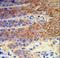 ATPase H+/K+ Transporting Non-Gastric Alpha2 Subunit antibody, LS-C156637, Lifespan Biosciences, Immunohistochemistry frozen image 