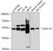 Cyclin A2 antibody, 18-852, ProSci, Western Blot image 