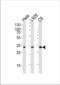 PCNA antibody, TA328131, Origene, Western Blot image 