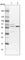 Endoplasmic Reticulum Oxidoreductase 1 Alpha antibody, HPA030053, Atlas Antibodies, Western Blot image 