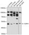 Glycine Receptor Alpha 1 antibody, GTX54128, GeneTex, Western Blot image 