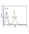 Snail Family Transcriptional Repressor 1 antibody, abx034068, Abbexa, Flow Cytometry image 