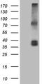 Interleukin-12 subunit alpha antibody, CF808129, Origene, Western Blot image 